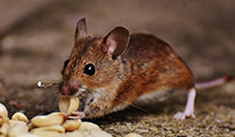 24 Hour & Emergency Exterminators in North Branch, IA